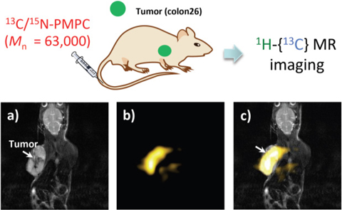 13C/15N-PMPCプローブを投与したマウスの in vivo MRI画像化