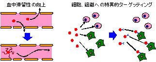 DDS 化による分子プローブの生体内動態制御イメージ