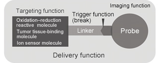 Schematic diagram of molecular probe 