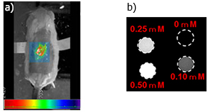 a）Photoacoustic image after the subcutaneous administration of gelatin-modified Gd2O3 nanoparticles in mouse b）MRI image of gelatin-modified Gd2O3 nanoparticle aqueous dispersion