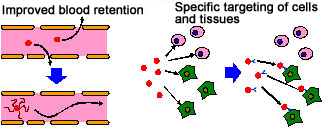 Biokinetic control image  of a molecular probe through a DDS 